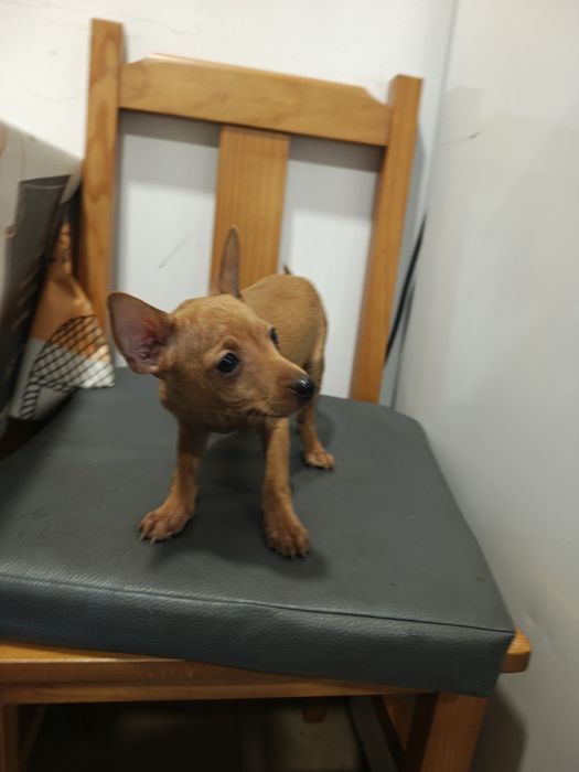 Pinscher fêmea castanha