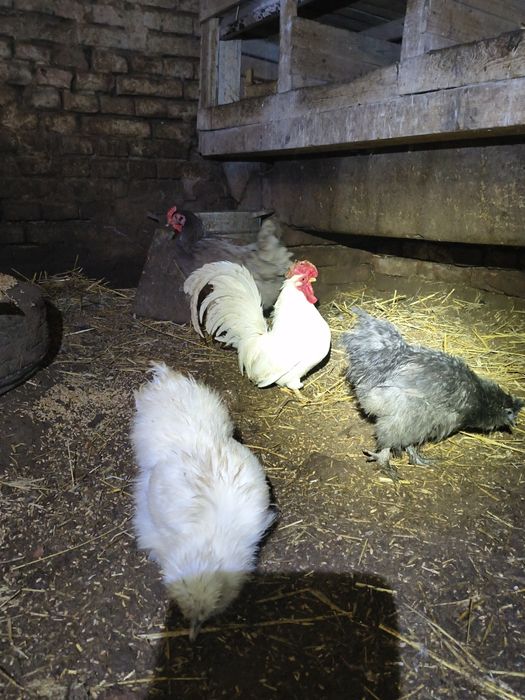 Chabo biały kogucik