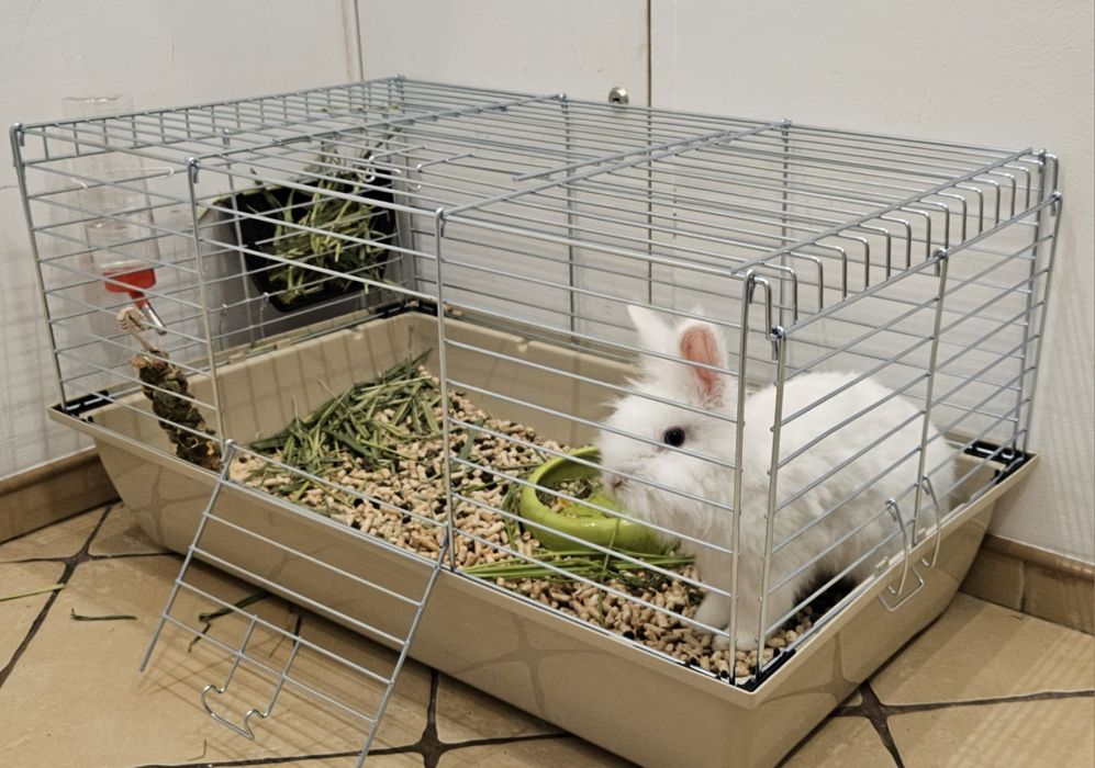 Królik szuka nowego domu