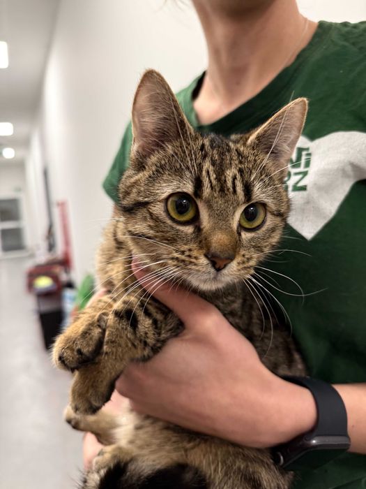 Popo - koci wulkan energii do adopcji!