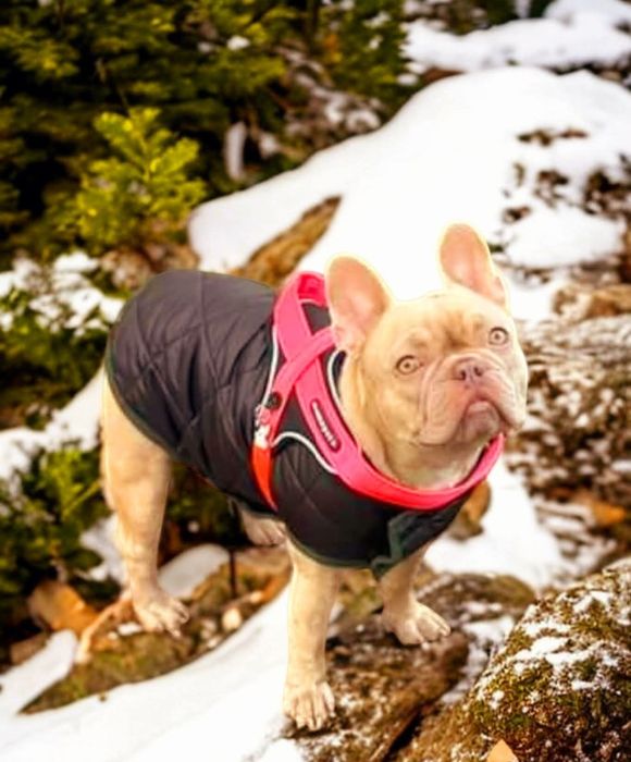 Одежда для собак