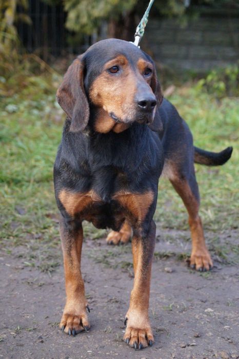 Łagodna, cudowna suczka mix gończy czeka na dom