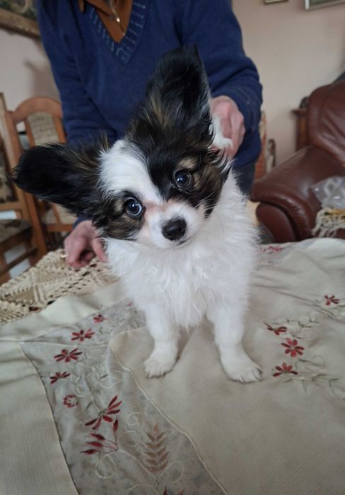 Piesek Papillon FCI/ZKwP