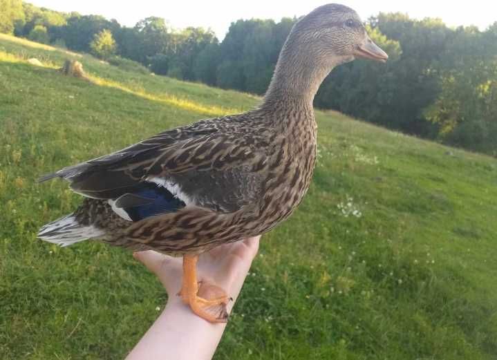Kaczki Call Duck