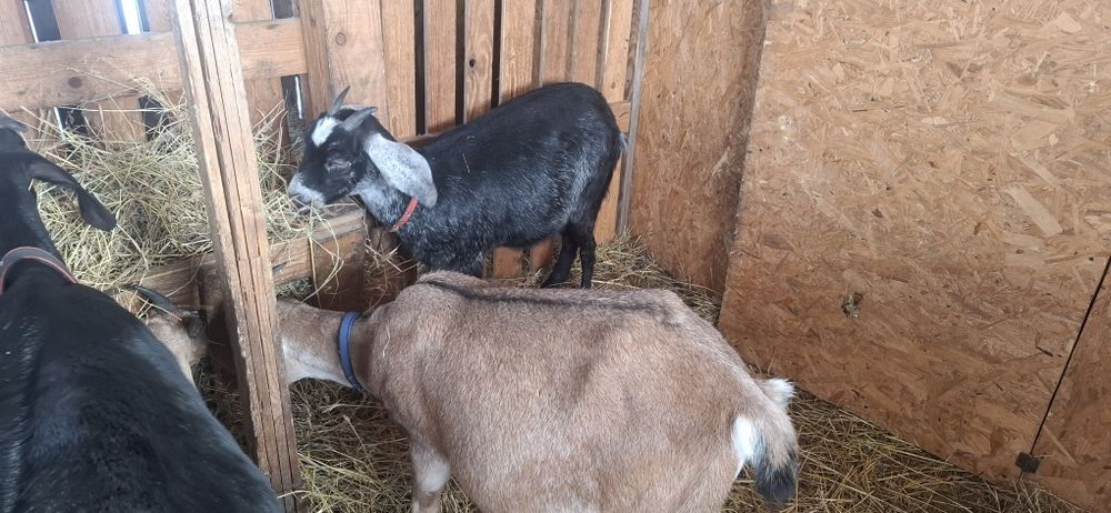 Англонубійскі кози, ярочки 1 рік  86 та 92.25%