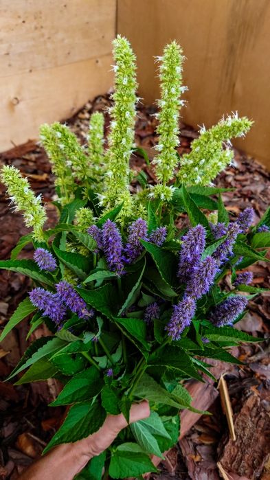 Семена, насіння Лофант тибетский, Многоколосник морщинистый