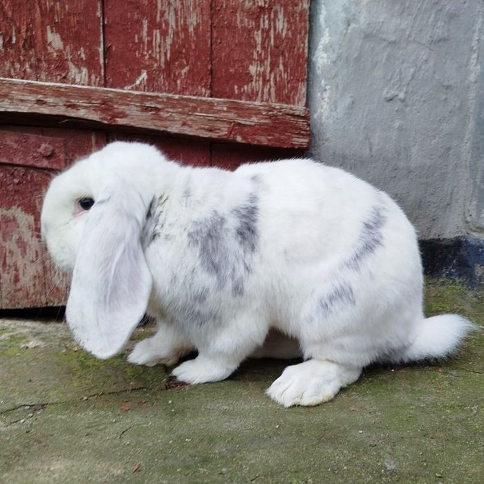 Кролики Французький баран