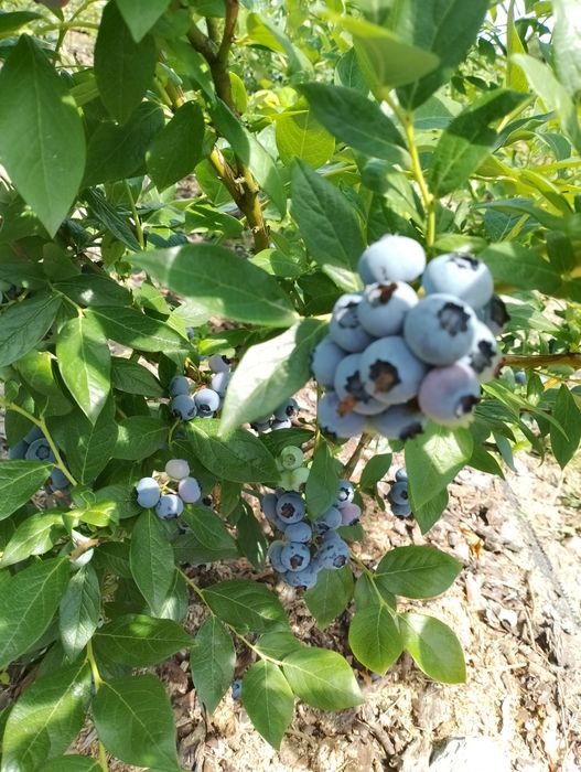 Producent Borówka Amerykańska donica 2l 100% przyjęcia, owoc w tym rok