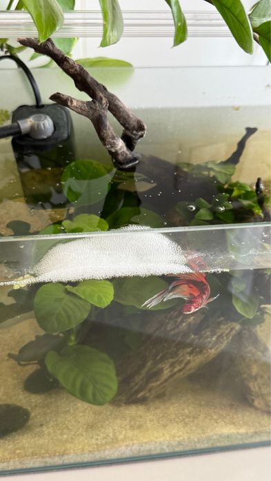 Kit completo - Aquario - Aquascaping 40x23x24