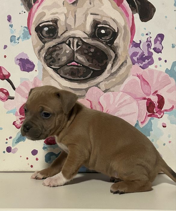 БРОНЬ! Наймиліші цуценятка Амстафф