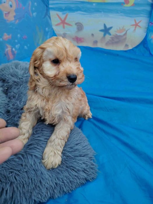 Cockapoo szczeniak