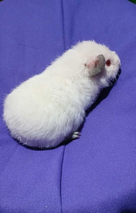 Морська свинка, Тедді.