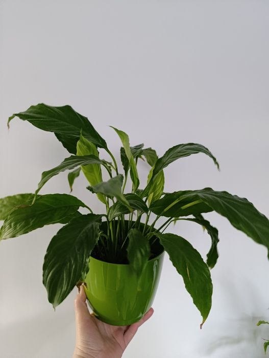 Драцена спатифілум вазонок бегонія сансев'єрія маранта плющ тещин ящик