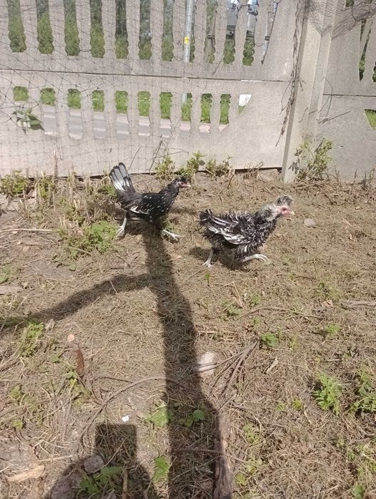 Młode kogutki czubatka i loczek