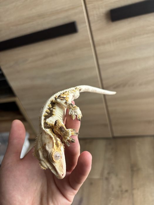 Gekon orzęsiony samiec lilly white