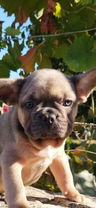 Bulldog Francês Macho