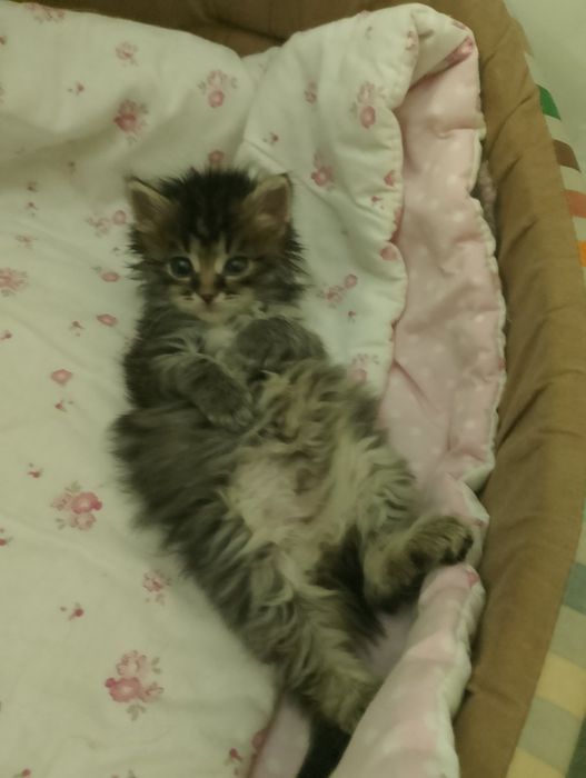 Віддам у добрі руки кошеня
