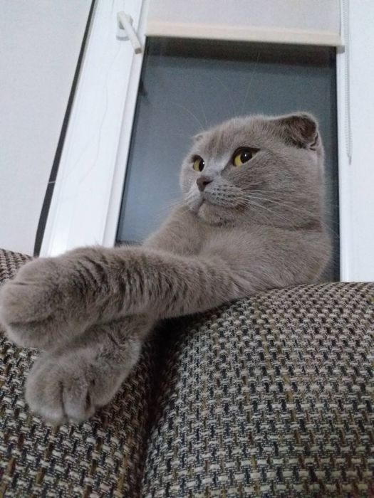 Отдам британскую вислоухую кошечку