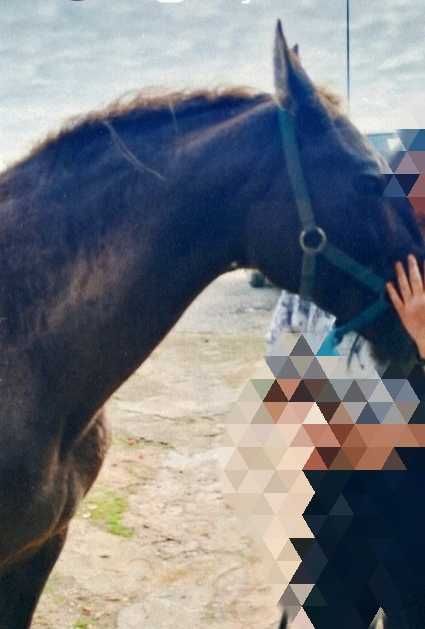 Vendo égua chocolate crinas loira com 7 anos montada nos três andamentos