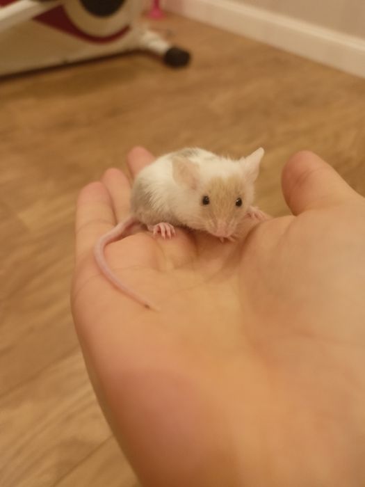 Oddam malutkie myszki:)