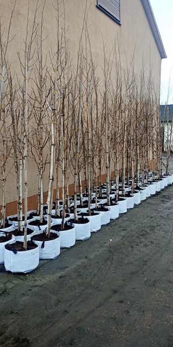 Brzoza pożyteczna "Doorenbos" 8-10/10-12 cm. Drzewa alejowe,