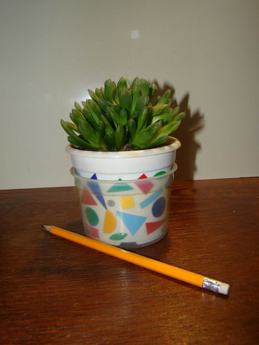 алое Дескоінгса, хавортії Купера