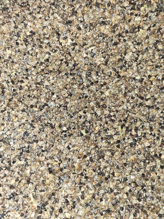 Sprzedam grykę 2 zł