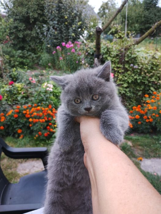 Кошенята Британці короткошерсті