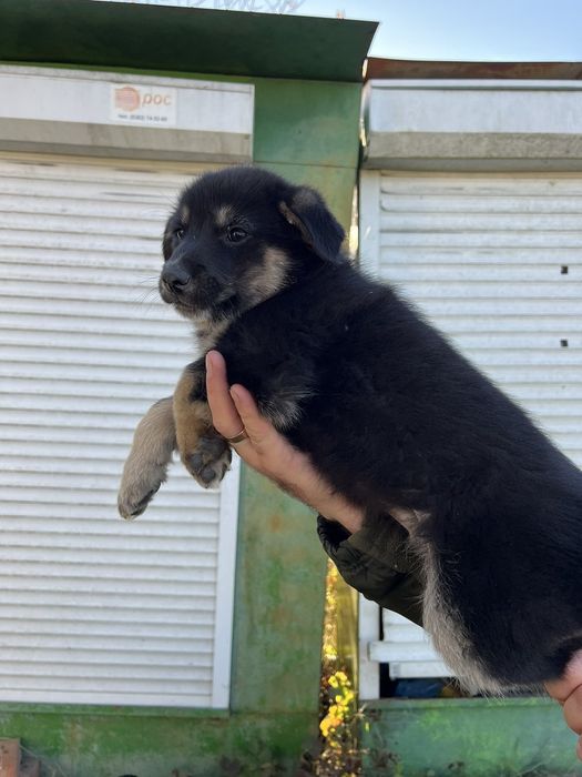 Віддаємо цуциків хлопчик і дівчинка