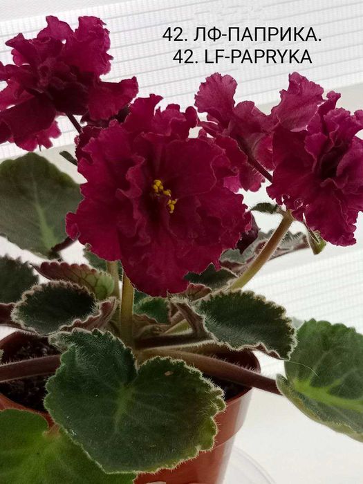 Fiołki odmianowe. Sadzonki. Zestaw 10 odmian.