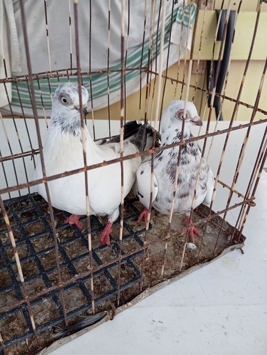 Parka  Winerów ładne