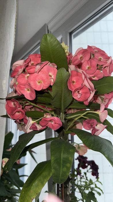 Молочай Міля, велика дуже гарна рослина