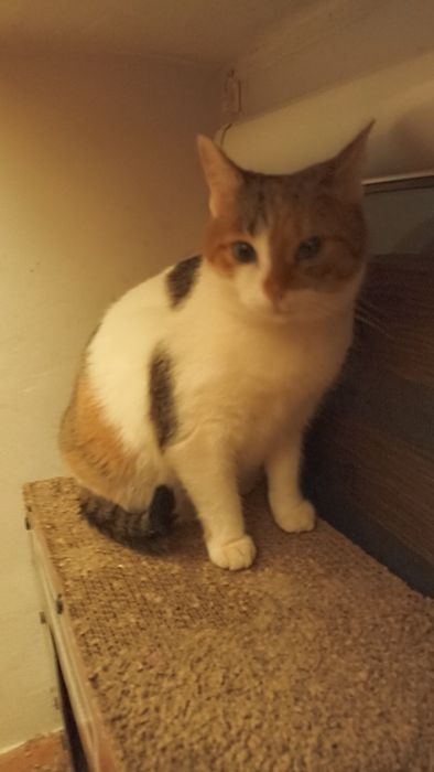 Miziasta kotka prosi o dom