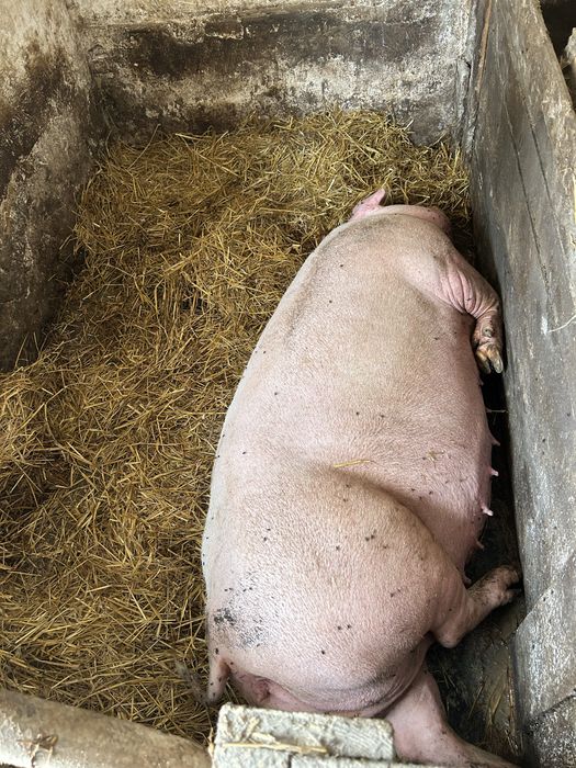 Locha loszka prosna okolo 3 miesiące