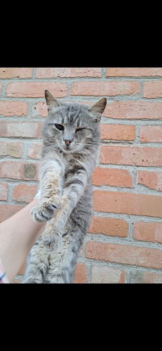 Котик безкоштовно Мала Виска