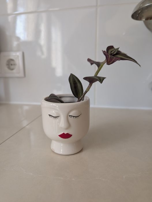 Planta Lambari Roxo