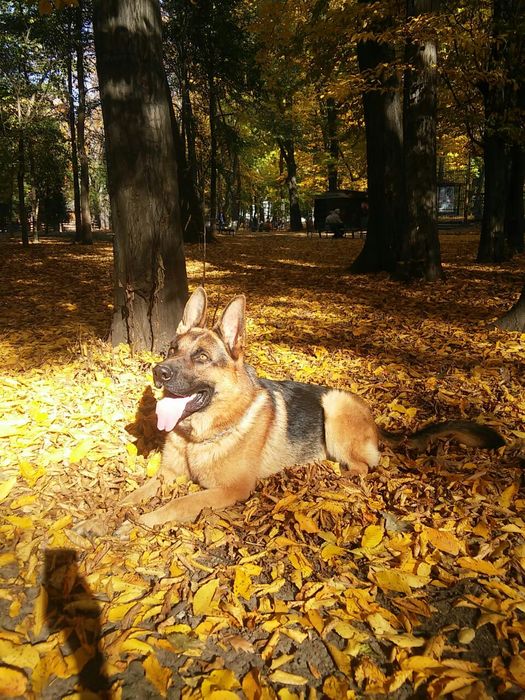 Кобель німецкої вівчарки шукає ДІВЧИНУ