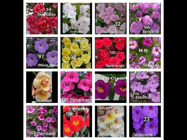 Перчатки нитриловые  ахименесы