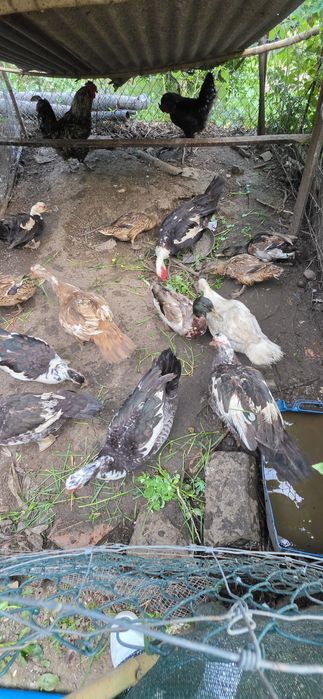 Patos mudos 1 ano