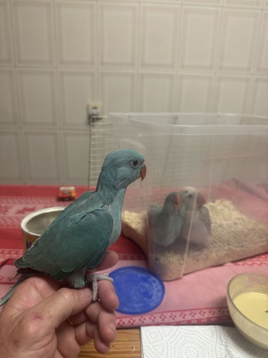 Ring necks bebes criados a mão