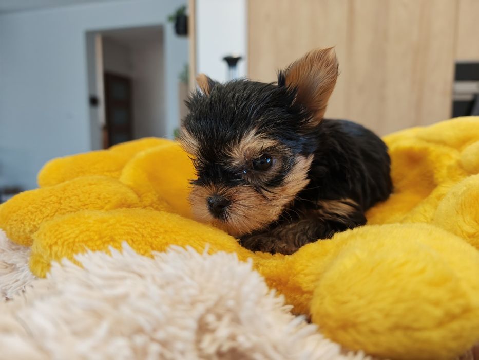York Yorkshire terrier