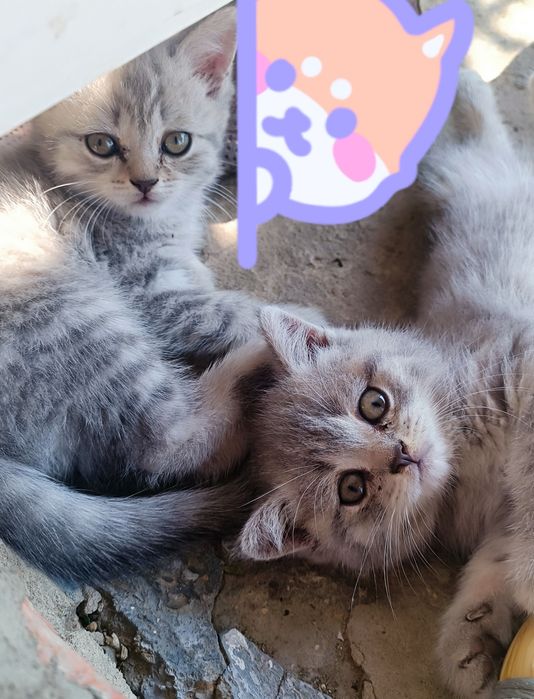 Шотландські прямовухі  та висловухі кошенята ( скоттіш-страйт срібний окрас)