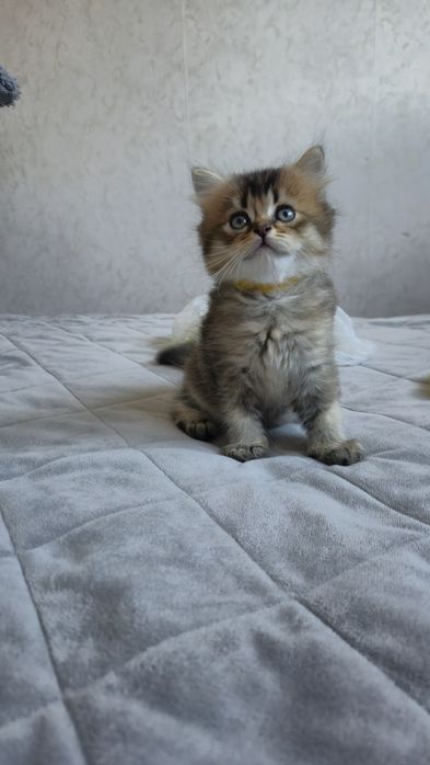 Золотий британський хлопчик