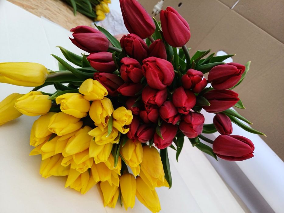 Продам тюльпан оптом до 8 березня