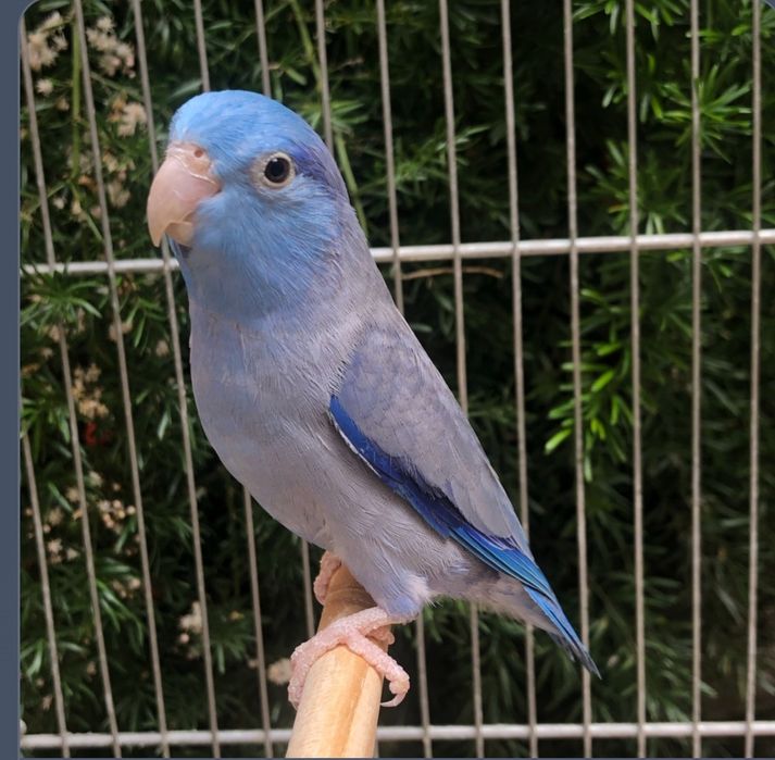 Casal de forpus  para venda