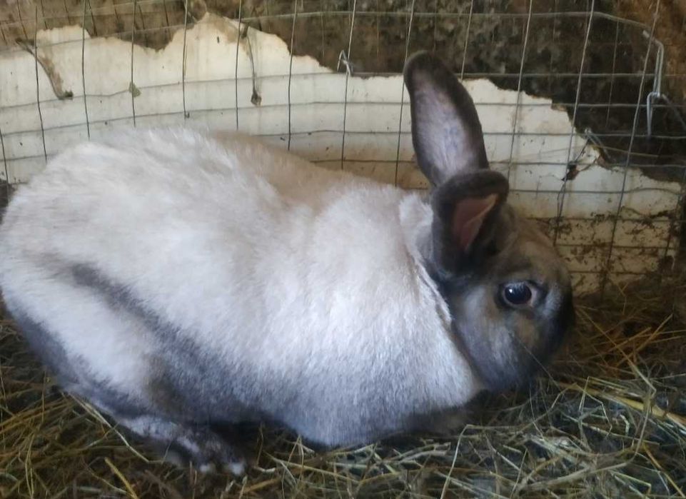 Продам кролі породи Саландер