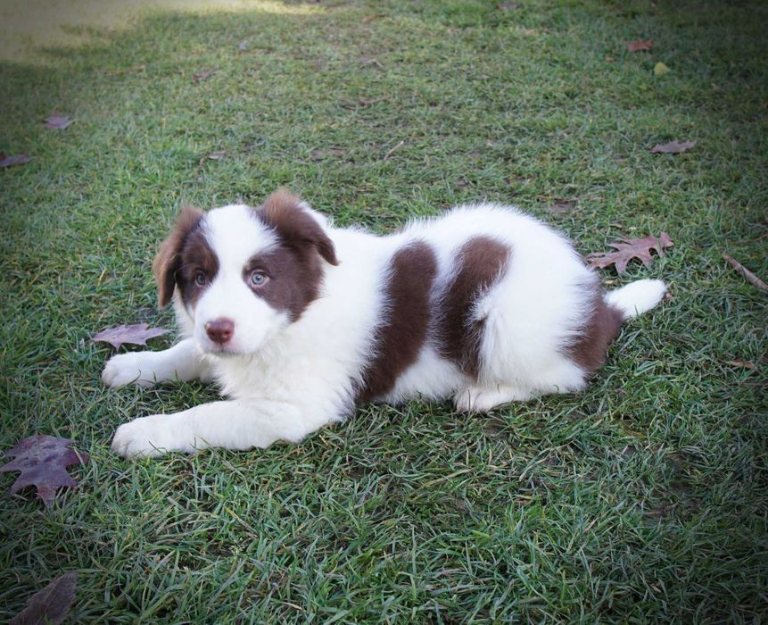 Border collie czekoladowy piesek linia show gotowy do odbioru