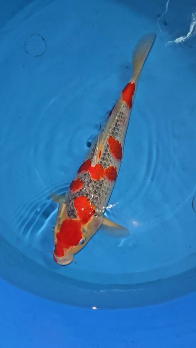 Carpa Koi - Goshiki - Sansai 48-50cm