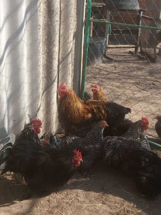 Півні кокенхінів