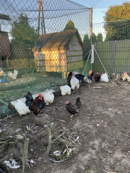 Kury ozdobne: kochin mini biały,silki i serama